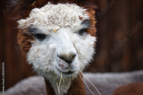 Obraz na płótnie Alpaca Portrait w salonie