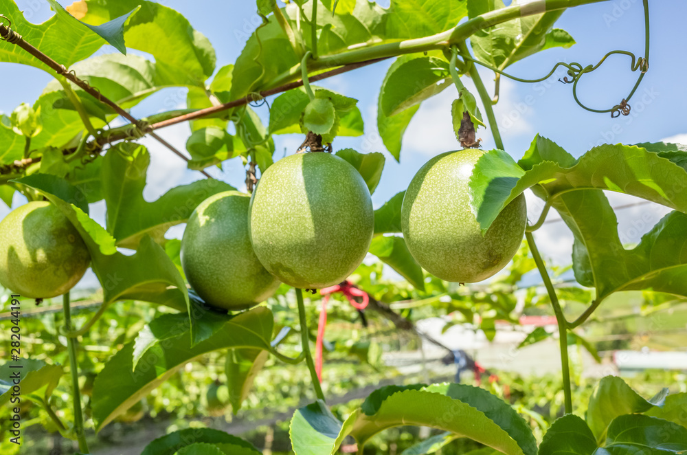 farm of passion fruit cultivation on plastic net