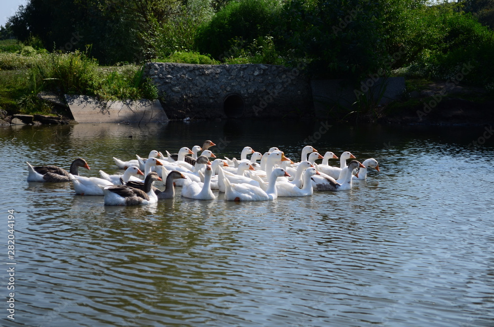 A domestic gooses on the lake at sunny day A domestic gooses on the lake at sunny day