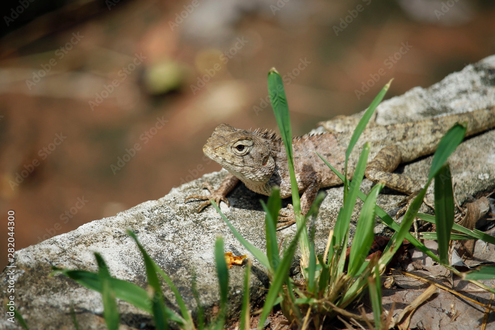 Brown chameleon-like dry branches Perched on the floor Brown chameleon-like dry branches Perched on the floor