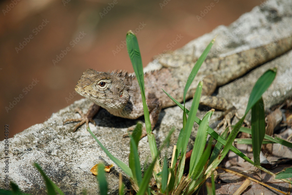 Brown chameleon-like dry branches Perched on the floor Brown chameleon-like dry branches Perched on the floor