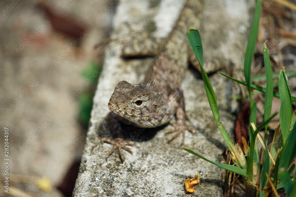 Brown chameleon-like dry branches Perched on the floor Brown chameleon-like dry branches Perched on the floor