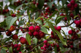 Ripe red hawthorn fruits on the trees