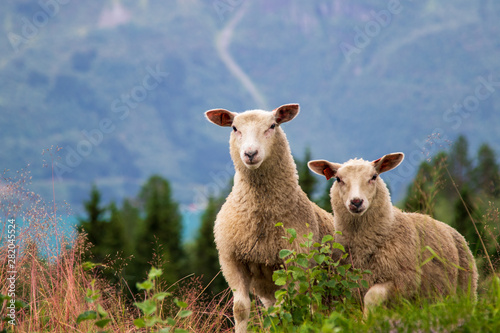 Zwei Schafe in den Bergen, Schafswolle photo