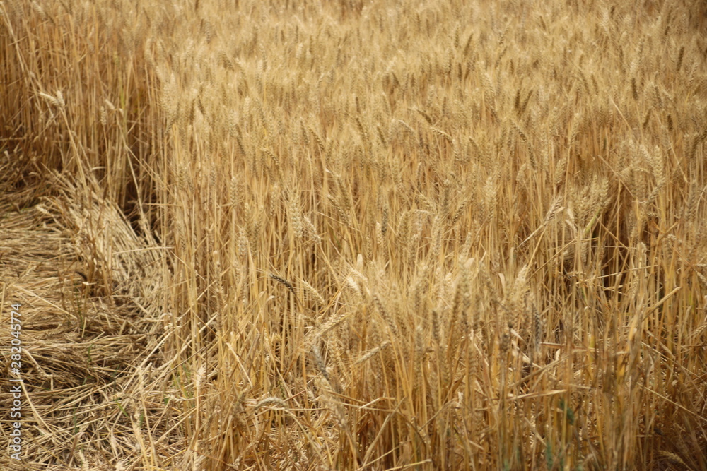 Wheat growing on farmland in Zevenhuizen in the Netherlands Wheat growing on farmland in Zevenhuizen in the Netherlands