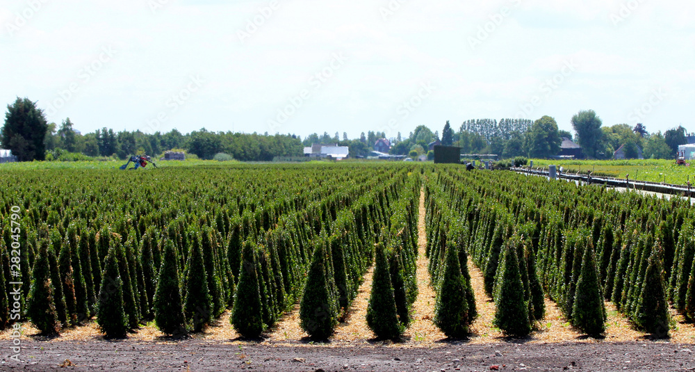 Fototapeta premium Buxus plant in shape of cone at nursery in Boskoop the Netherlands