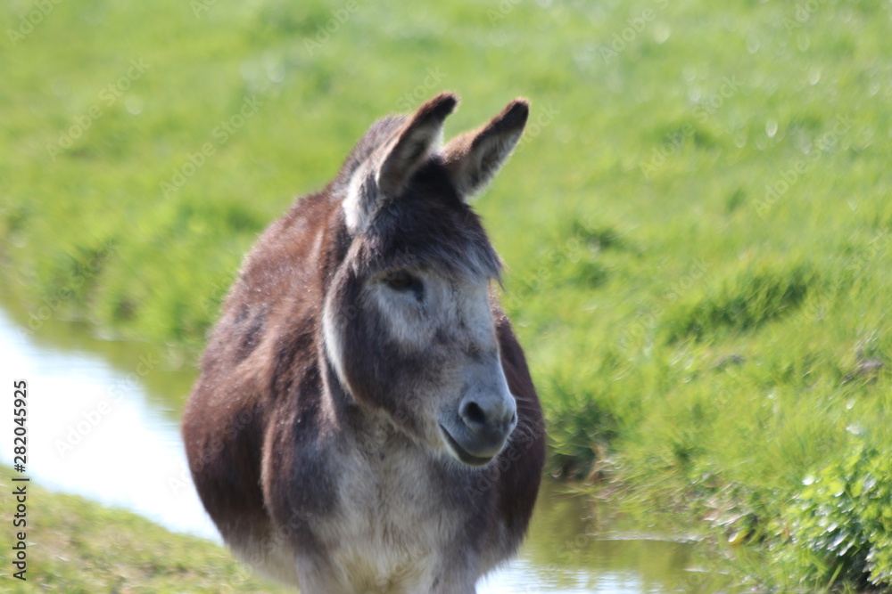donkey on a meadow on a farm in Moerkapelle in the Netherlands