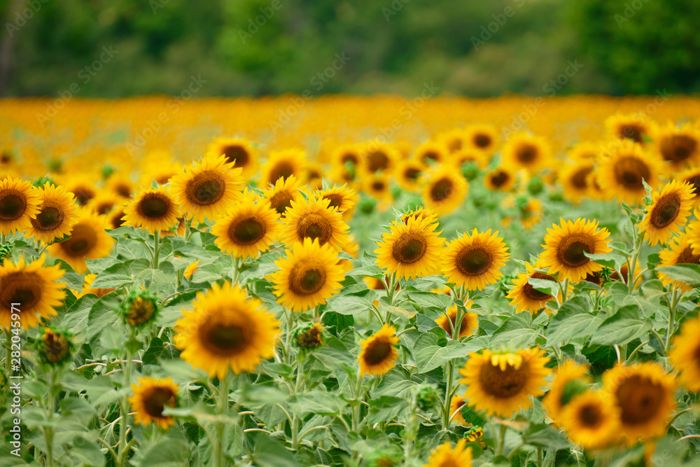 Obraz premium Sunflower field - bright yellow flowers, beautiful summer landscape