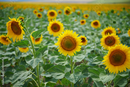 Fototapeta Naklejka Na Ścianę i Meble -  Sunflower field - bright yellow flowers, beautiful summer landscape