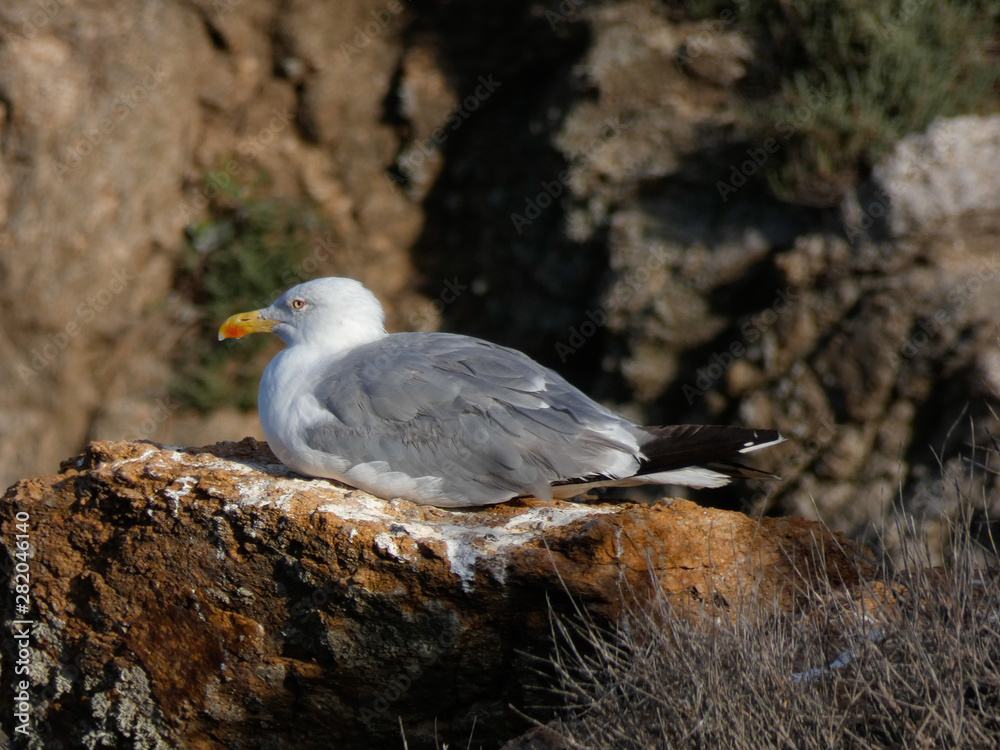 Fototapeta premium Gaviota en la roca de un acantilado en la Costa mediterránea, en la Costa Brava.