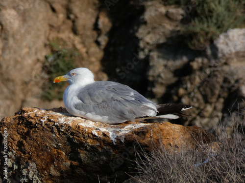 Gaviota en la roca de un acantilado en la Costa mediterr  nea  en la Costa Brava.