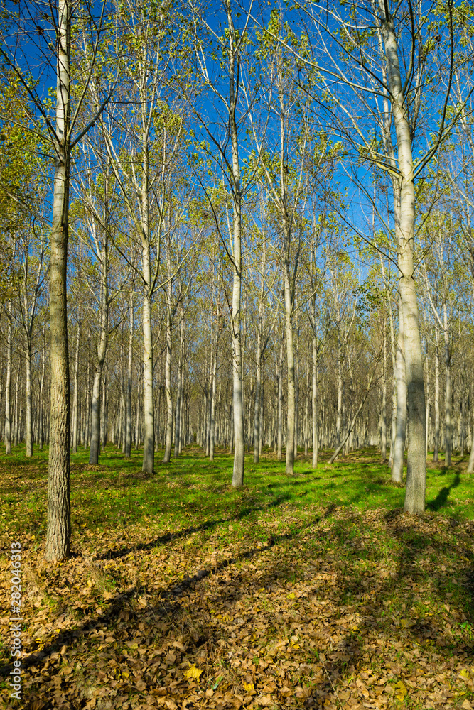 Fototapeta premium reforestation of poplar trees at autumn sunset