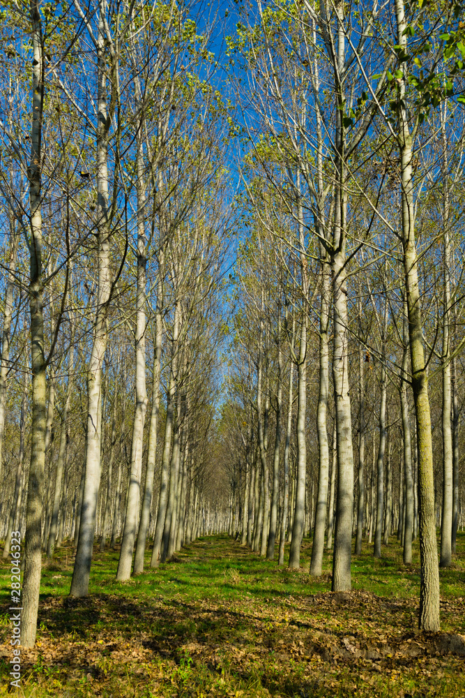 Fototapeta premium reforestation of poplar trees at autumn sunset