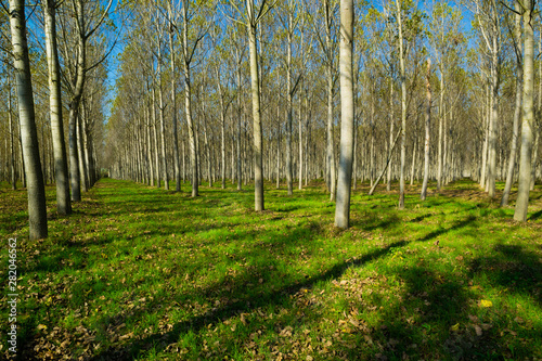 reforestation of poplar trees at autumn sunset