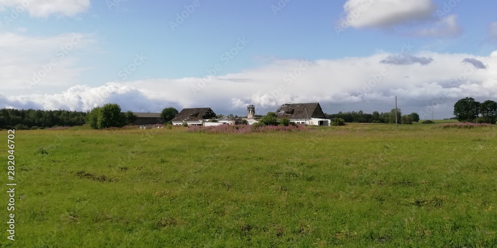 sheep in a field