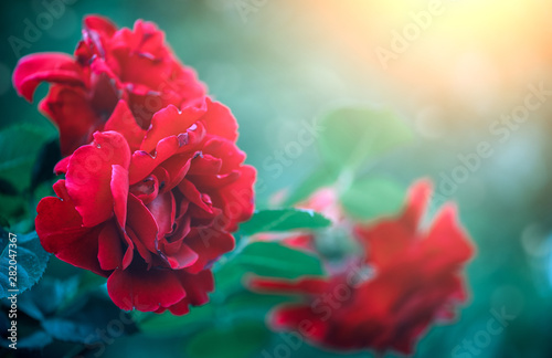 Red rose flowers blooming over sunset. Beautiful Roses growing in summer gard...