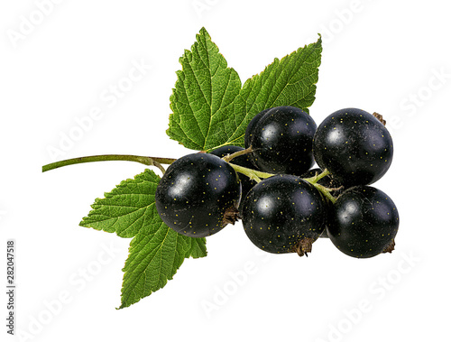 Fresh black-currants with leaf isolated on white background with clipping path