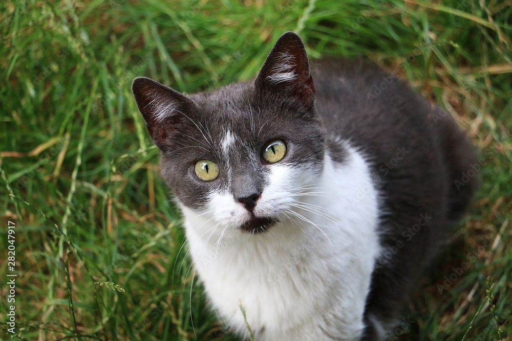 beautiful gray and white cat is sitting in the garden and looking up to the camera beautiful gray and white cat is sitting in the garden and looking up to the camera