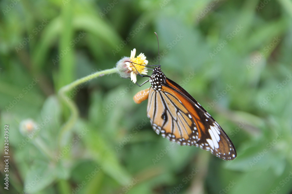 Butterfly with flowers with a blurred background. Butterfly with flowers with a blurred background.