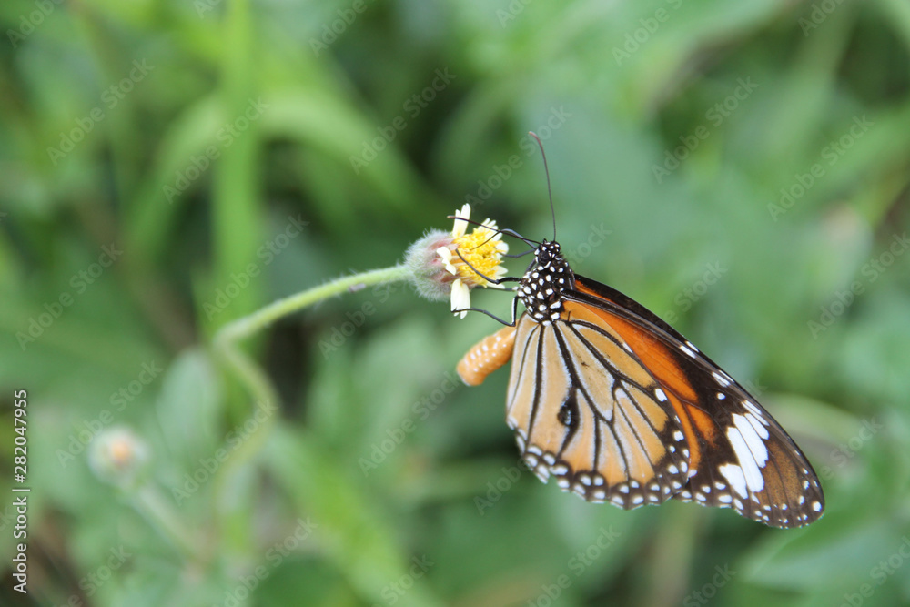 Butterfly with flowers with a blurred background. Butterfly with flowers with a blurred background.