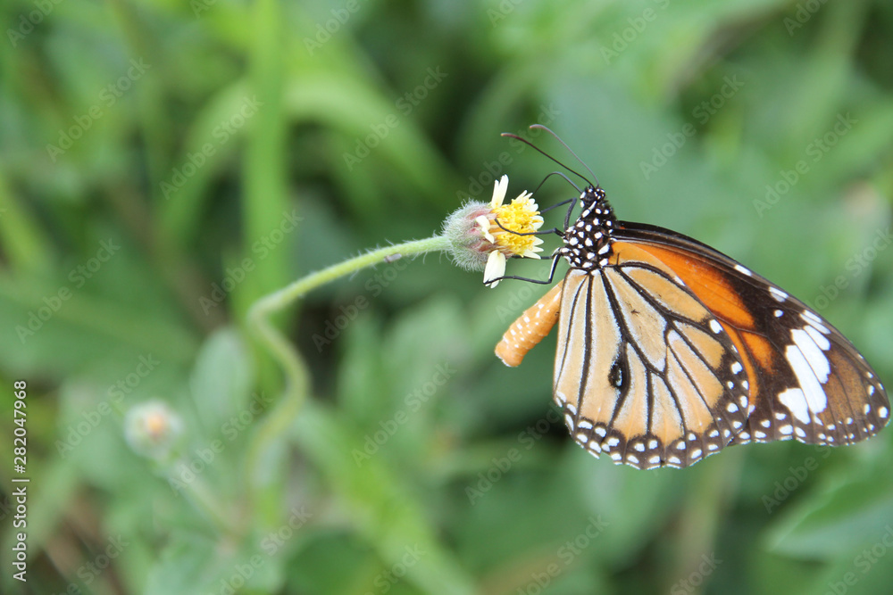Butterfly with flowers with a blurred background. Butterfly with flowers with a blurred background.