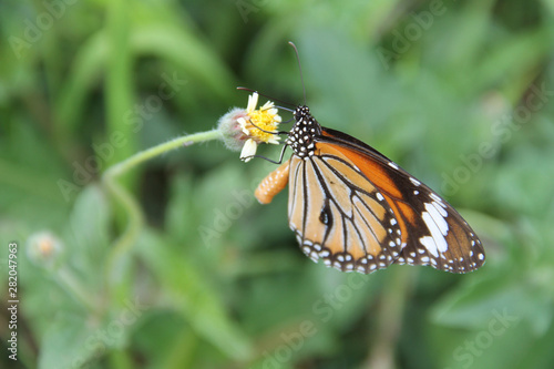 Butterfly with flowers with a blurred background. © somchai