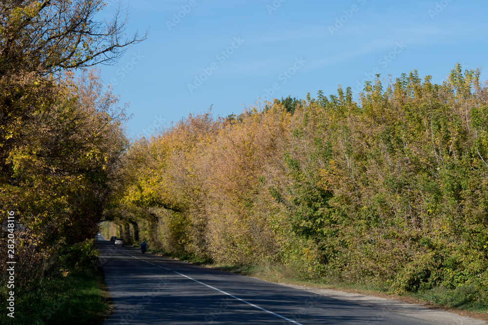Tree tunnel with car and motorcycle,autumn landscape.