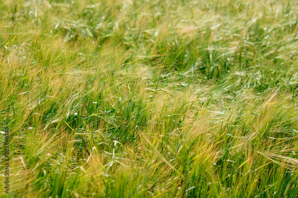 Beautiful green oat field