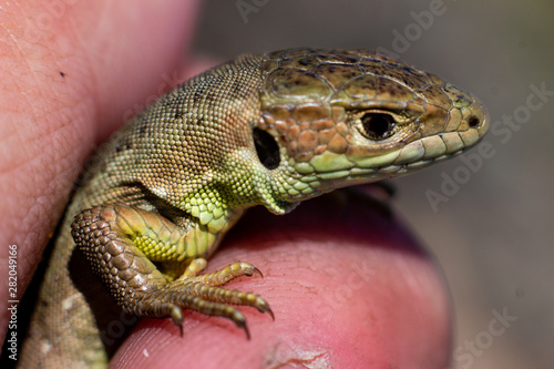 Lizard close up macro animal portrait photo