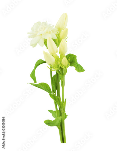 beautiful blooming jasmine flower