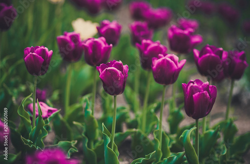 Blossoming Tulips background. Purple flower tulip lit by sunlight. Soft selective focus. Field with pink tulips. Bouquet of flowers  pink background. Vintage look