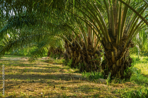 raw of green palm tree