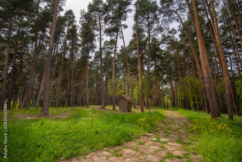 Obraz premium Natural Forest of Spruce Trees and old wooden shed or house . Colorful landscape with enchanted trees and Scenery with path in dreamy spring green forest. Bulgaria wide country landscape