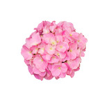 beautiful pink hydrangea flower isolated