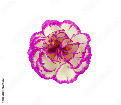 beautiful blooming carnation flower head