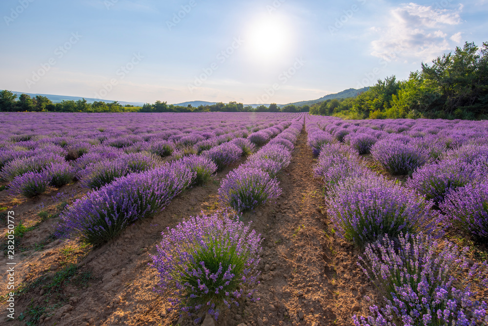 Fototapeta premium Intense purple lavender field оverwhelmed with blooming bushes grown for cosmetic purposes. Sunset time with sky filled with cumulus clouds and rays sunlight. near Burgas, Bulgaria. 