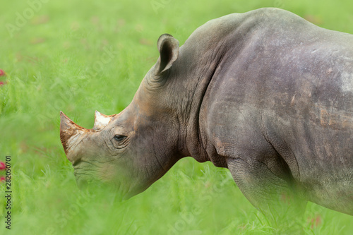 white rhino (rhinoceros) eating grass on meadow. © nuruddean