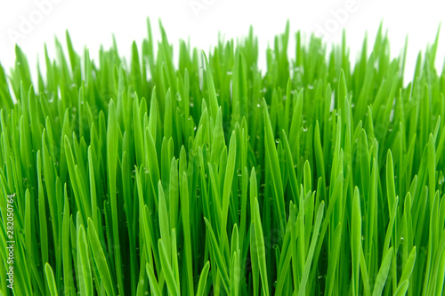 green grass with water dropping