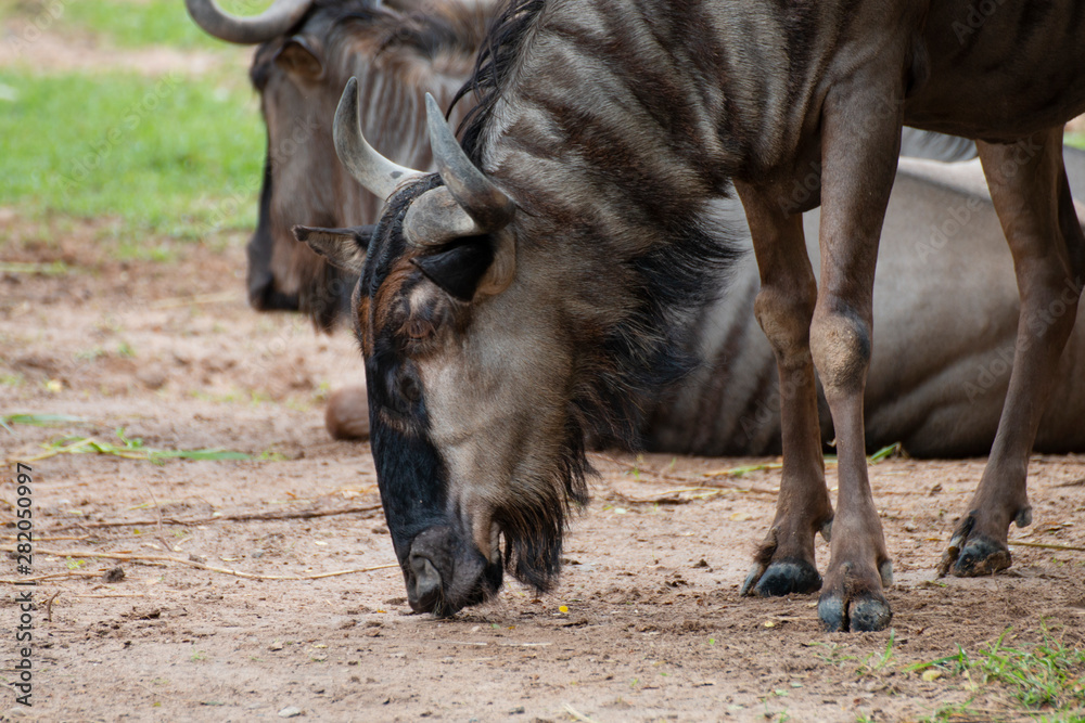Fototapeta premium close-up of a blue wildebeests