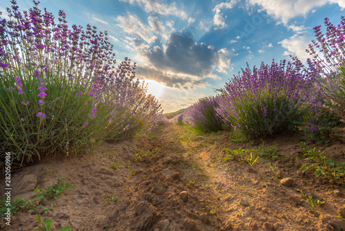 Intense purple lavender field оverwhelmed with blooming bushes grown for cosmetic purposes. Sunset time with sky filled with cumulus clouds and rays sunlight. near Burgas, Bulgaria. 