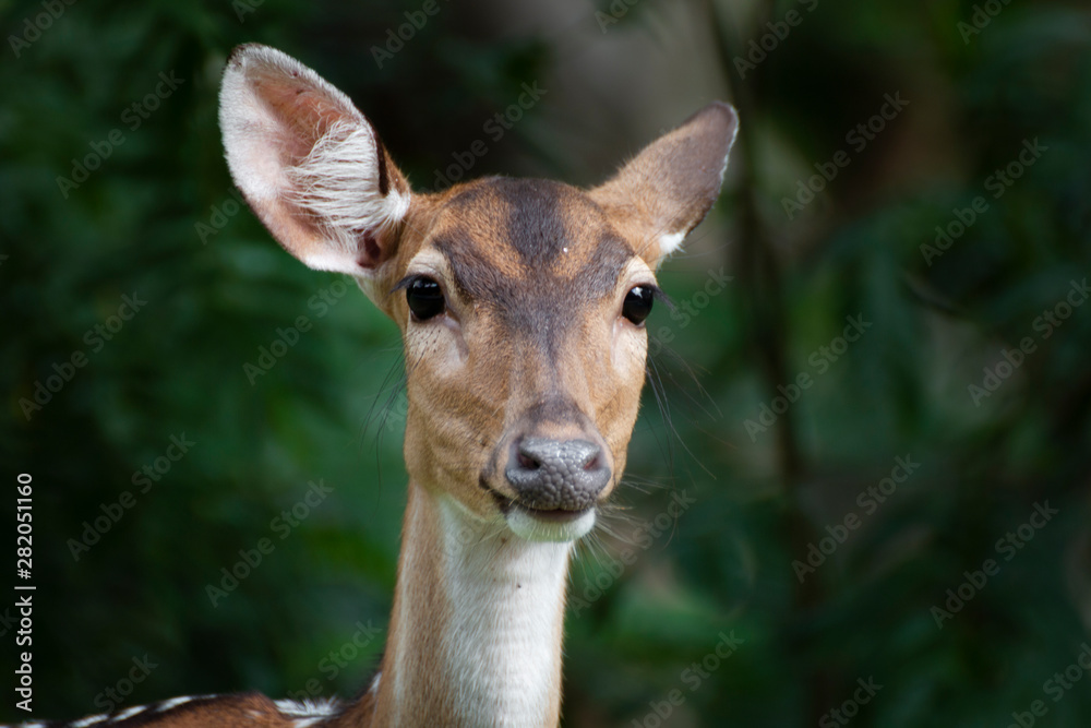 Close-up of cute spotted fallow deer. Close-up of cute spotted fallow deer.