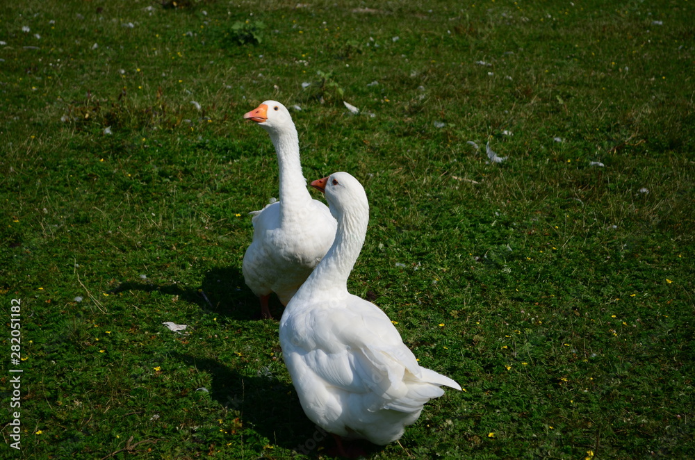 A domestic gooses on the lake at sunny day A domestic gooses on the lake at sunny day