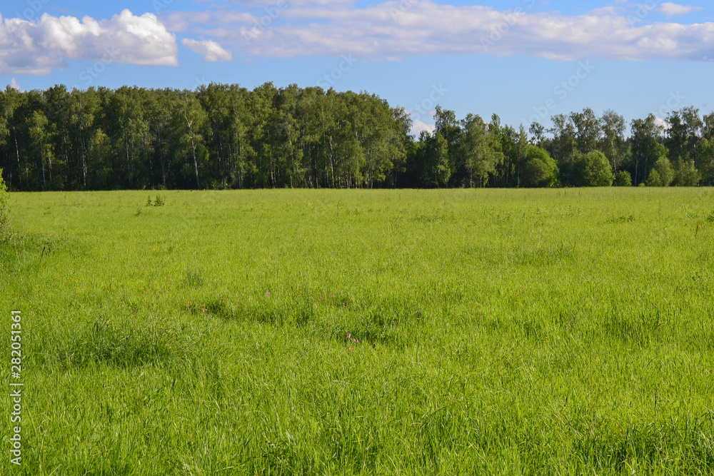 Field of green grass and perfect sky and trees