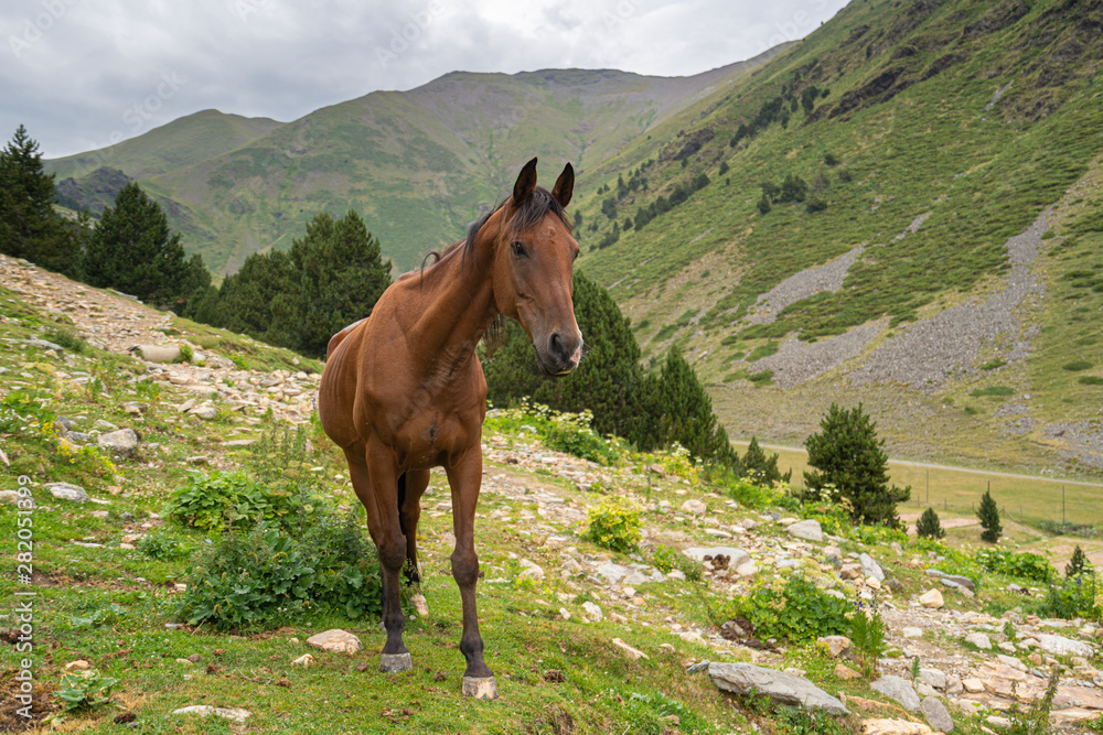 beautiful brown arabian horse grazing on high Pyrenees mountain