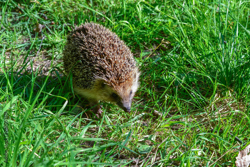 Wild hedgehog in a field in the grass. Animals in the wild