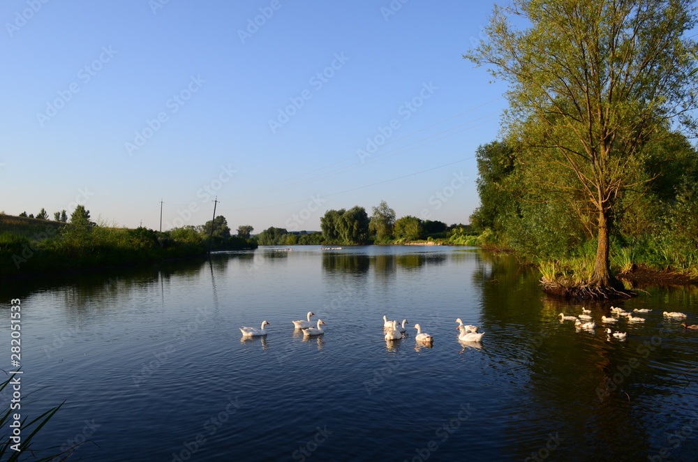 Obraz premium A domestic gooses on the lake at sunny day