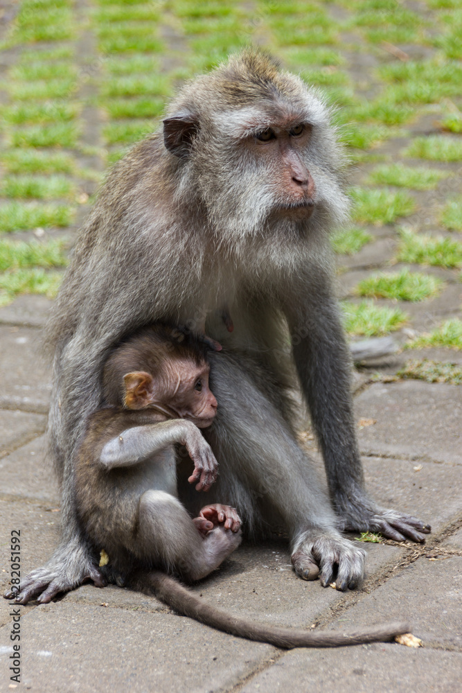 Monkey mother and her baby at Ubud Monkey Forest in Bali, Indonesia.