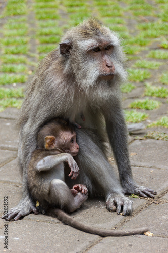 Monkey mother and her baby at Ubud Monkey Forest in Bali, Indonesia. © Kristin Greenwood