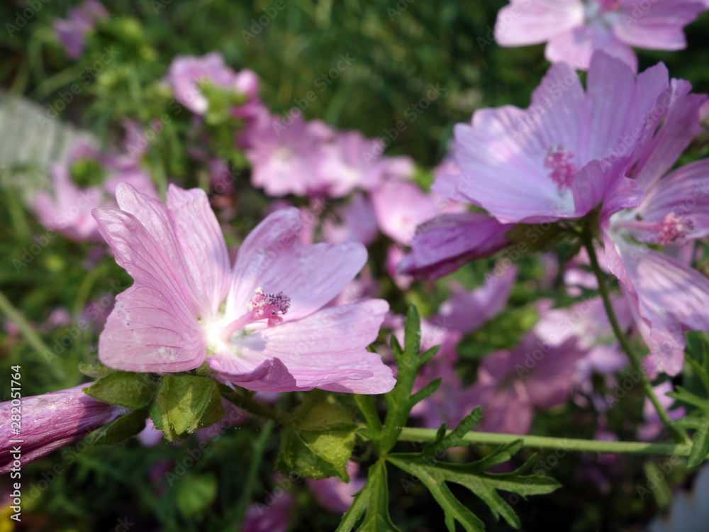 Beautiful pink flowers of musk mallow close-up Beautiful pink flowers of musk mallow close-up