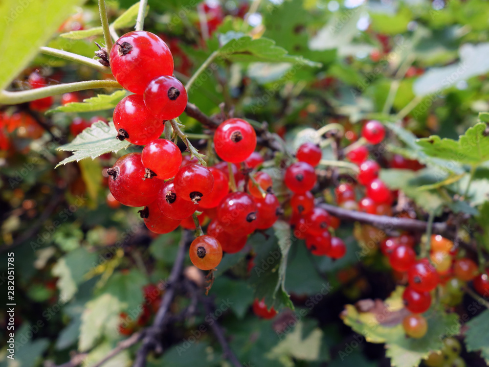 Obraz premium Bunches of ripe red currant on branches